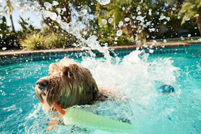 How to Cool Down Your Dog and Avoid Heatstroke