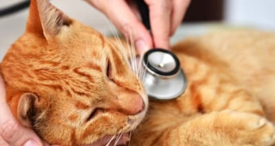 Lymphadenitis in Cats: Symptoms, Causes & Treatment for Swollen Glands