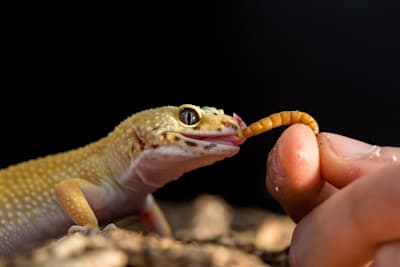 Female bearded dragon digging, not eating. Is she laying eggs?