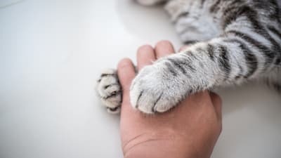 My cat came home after missing, with a weak, sunken back leg.