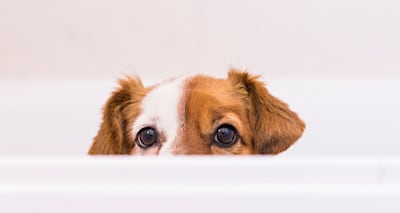 My dog in heat has pale eyelids but pink gums. Is this normal?