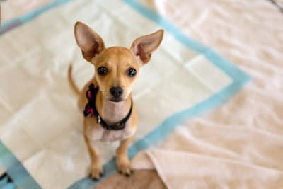 Bladder tap or regular sample: How to confirm dog's UTI is gone?