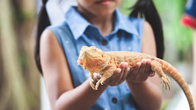 Found a wild gecko from Taiwan. Can I keep it as a pet legally?