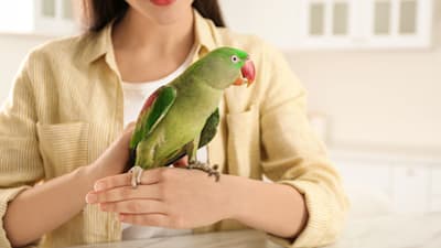 How often should I feed and clean my lovebirds? What water is best?