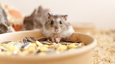 Can Hamsters Eat Cheese? 