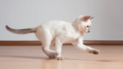 Why does my cat shake during sleep? Is it dreaming or serious?