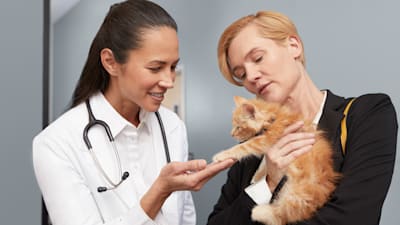 What to do about my new mom cat's swollen teats and kitten scratches?