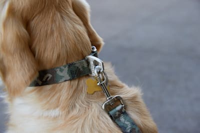 What meds can calm my dog for nail trims when he's scared of clippers?