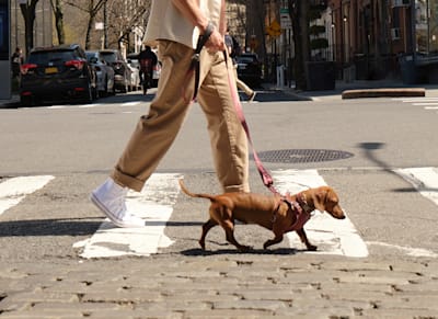My dog has a red bump on his paw that's getting worse. Should I worry?