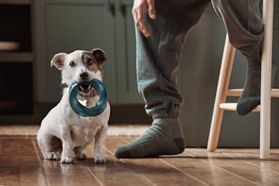 Should my pregnant dog be crated or roam free in the backyard?