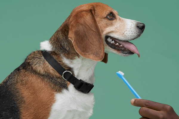 How And How Often To Brush A Dogs Teeth Petco