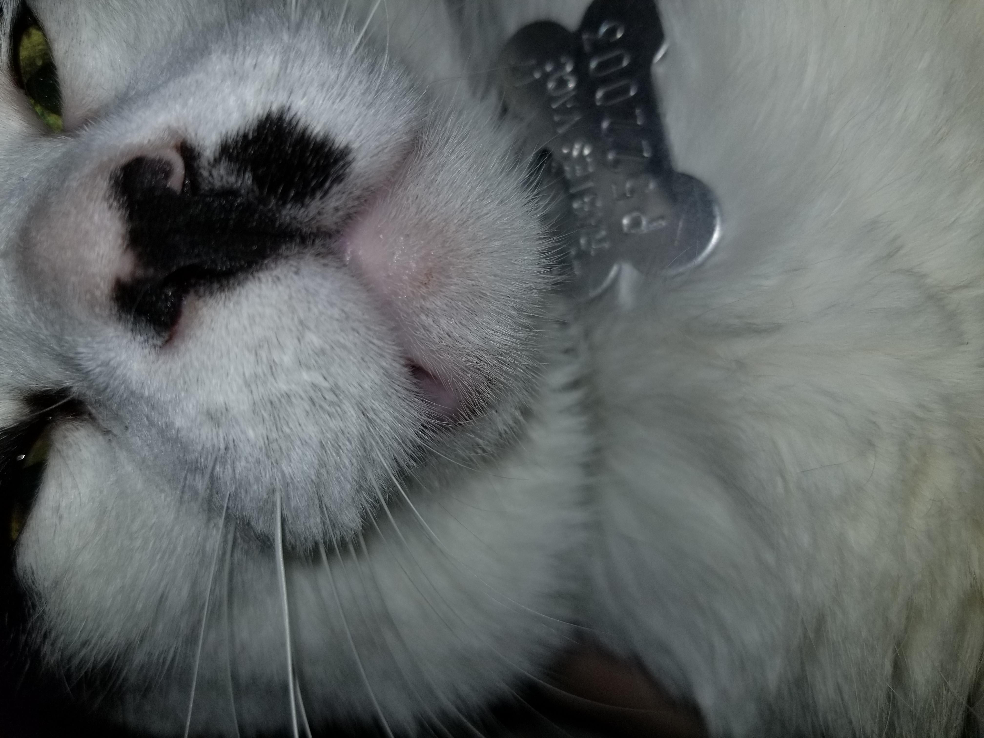 Why does my cat have a painful jawline lump and droopy mouth? | Petco