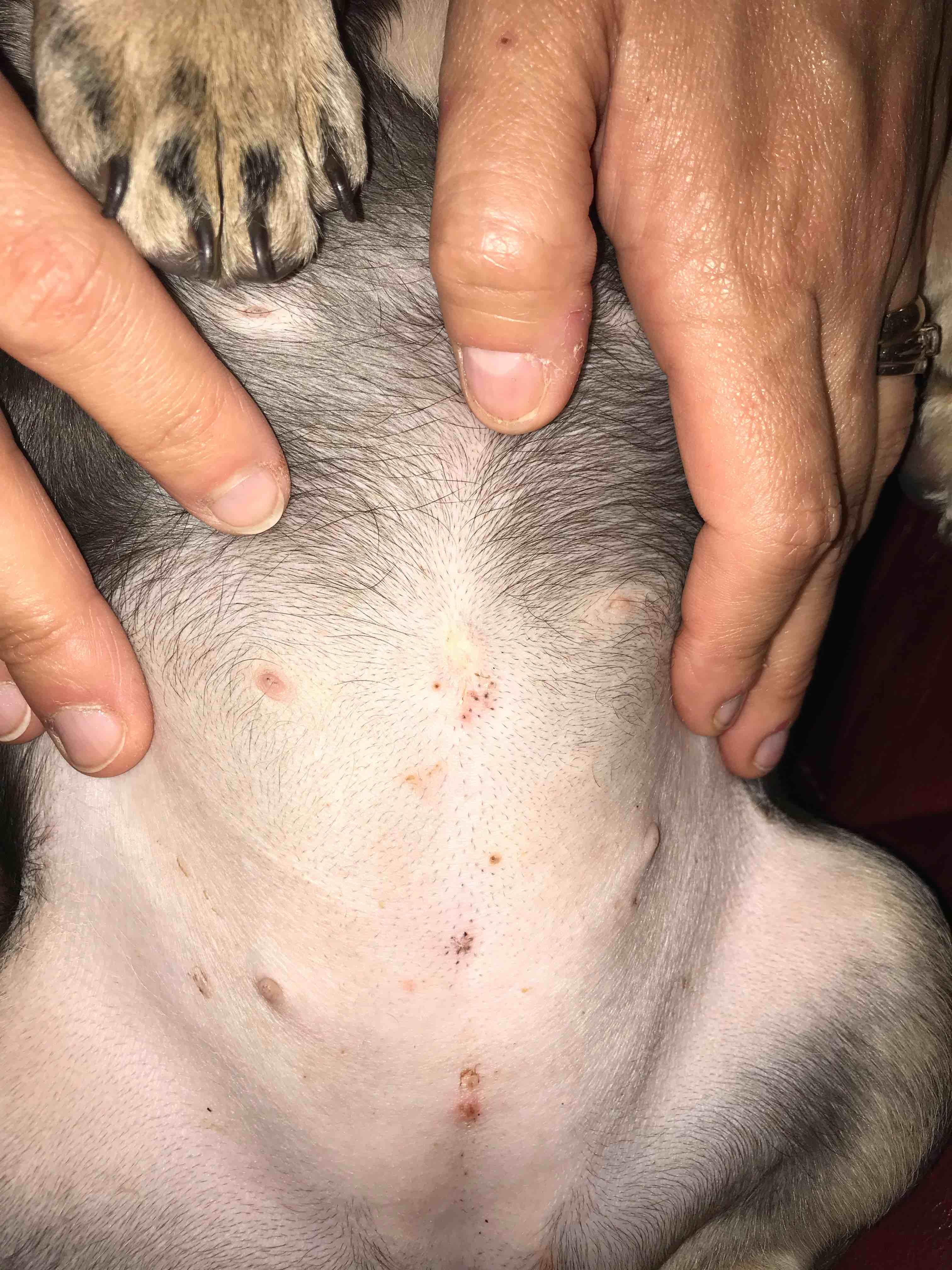 Why does my puppy have black spots on tummy that won't wipe off? | Petco