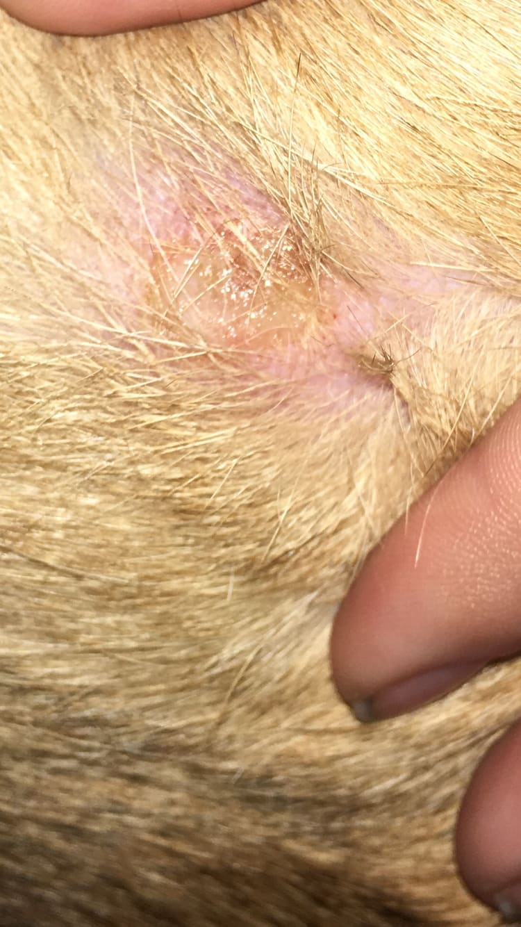 My Dog Has a Bump: Can Benadryl Help While Waiting 10 Hrs for Vet? | Petco - Can Benadryl Help With Peeling Skin In Dogs