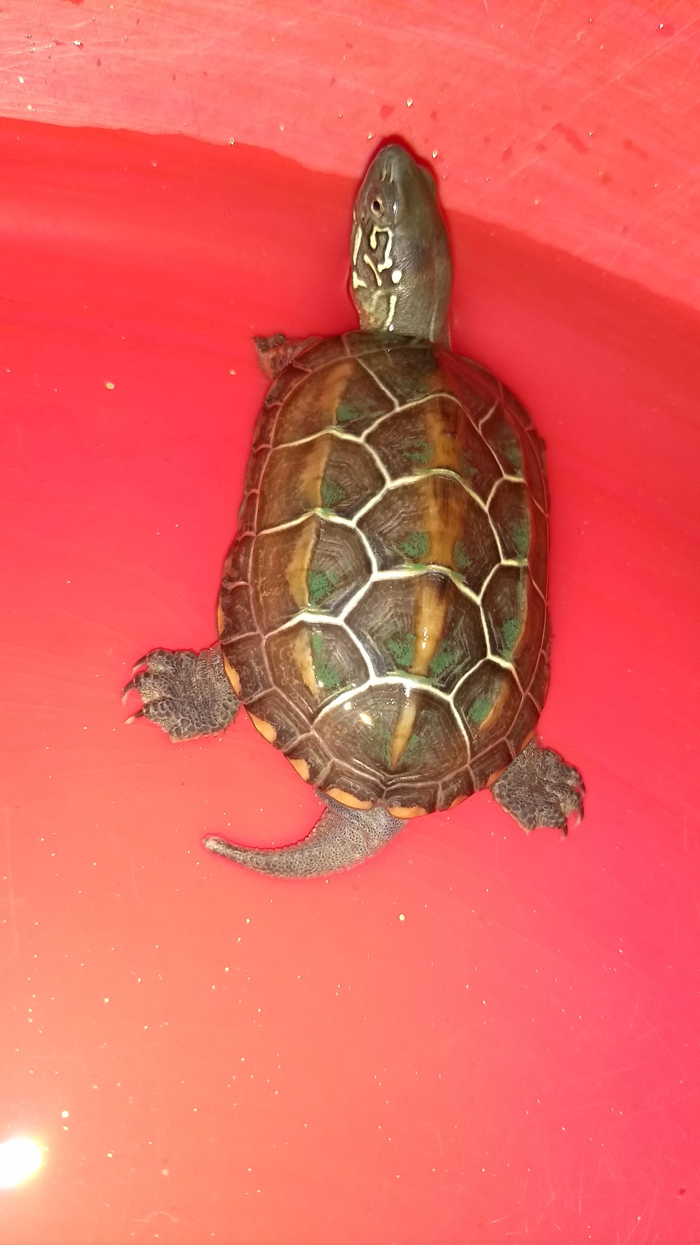 Why is my snapping turtle not eating & has a white tail spot? | Petco