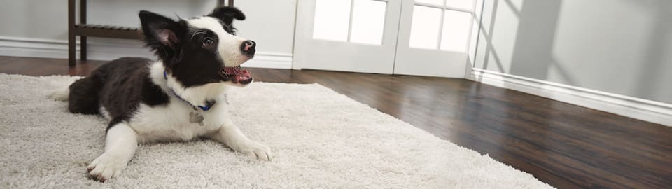 puppy laying on floor