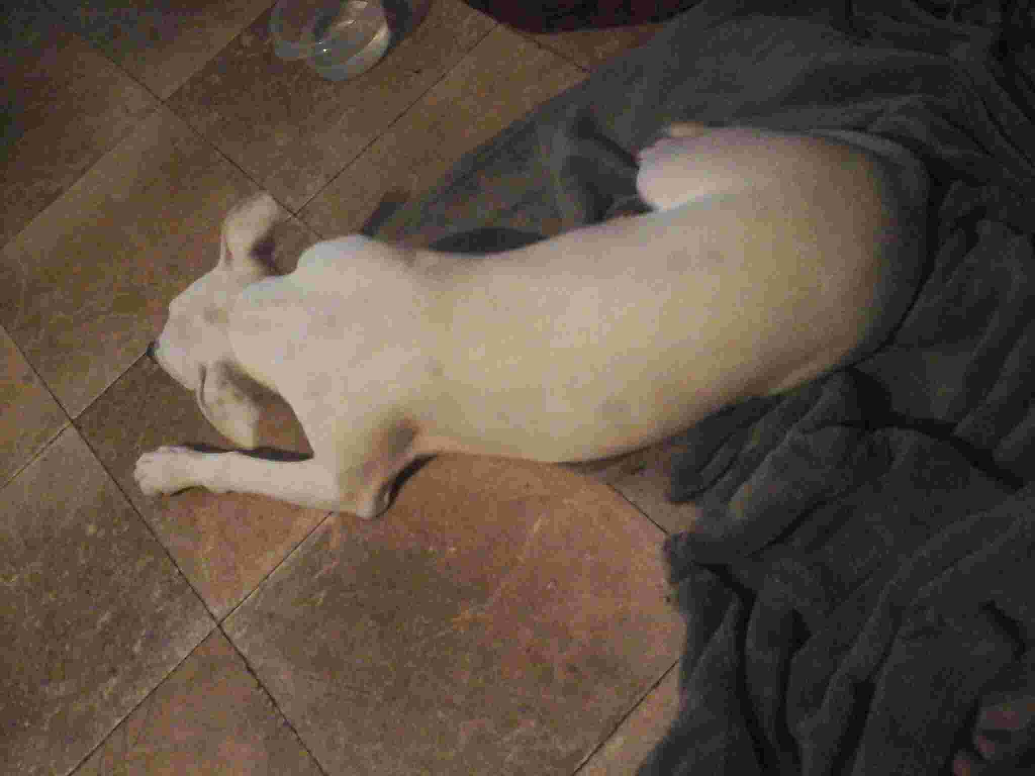 Gallery Detail: Dog Ate Wood Now Lethargic Twitching Not Walking What To