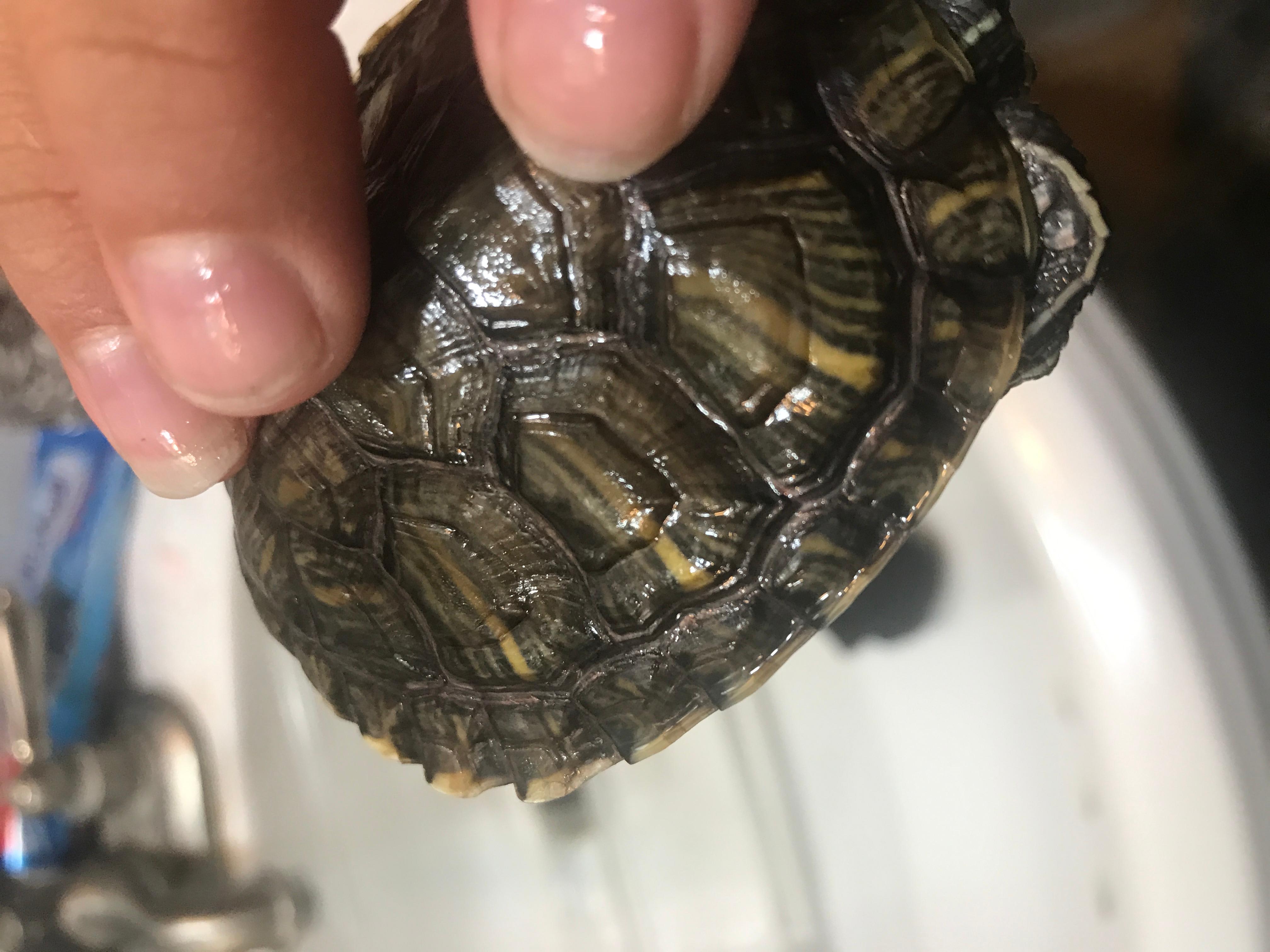 Why is my turtle's bottom shell red? Is it a sign of infection? | Petco
