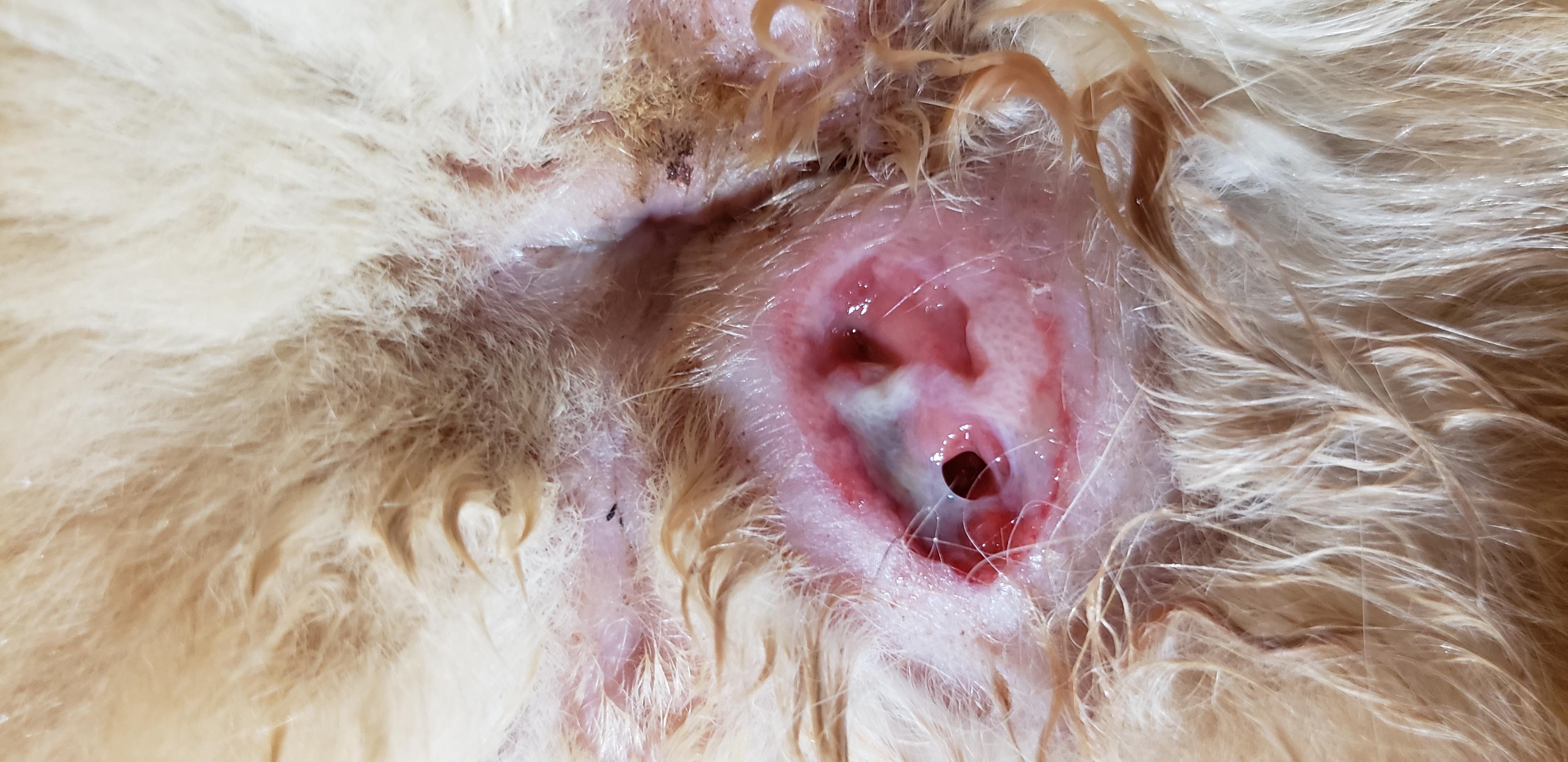 My senior cat has a lesion near her anus. Is it an emergency? | Petco