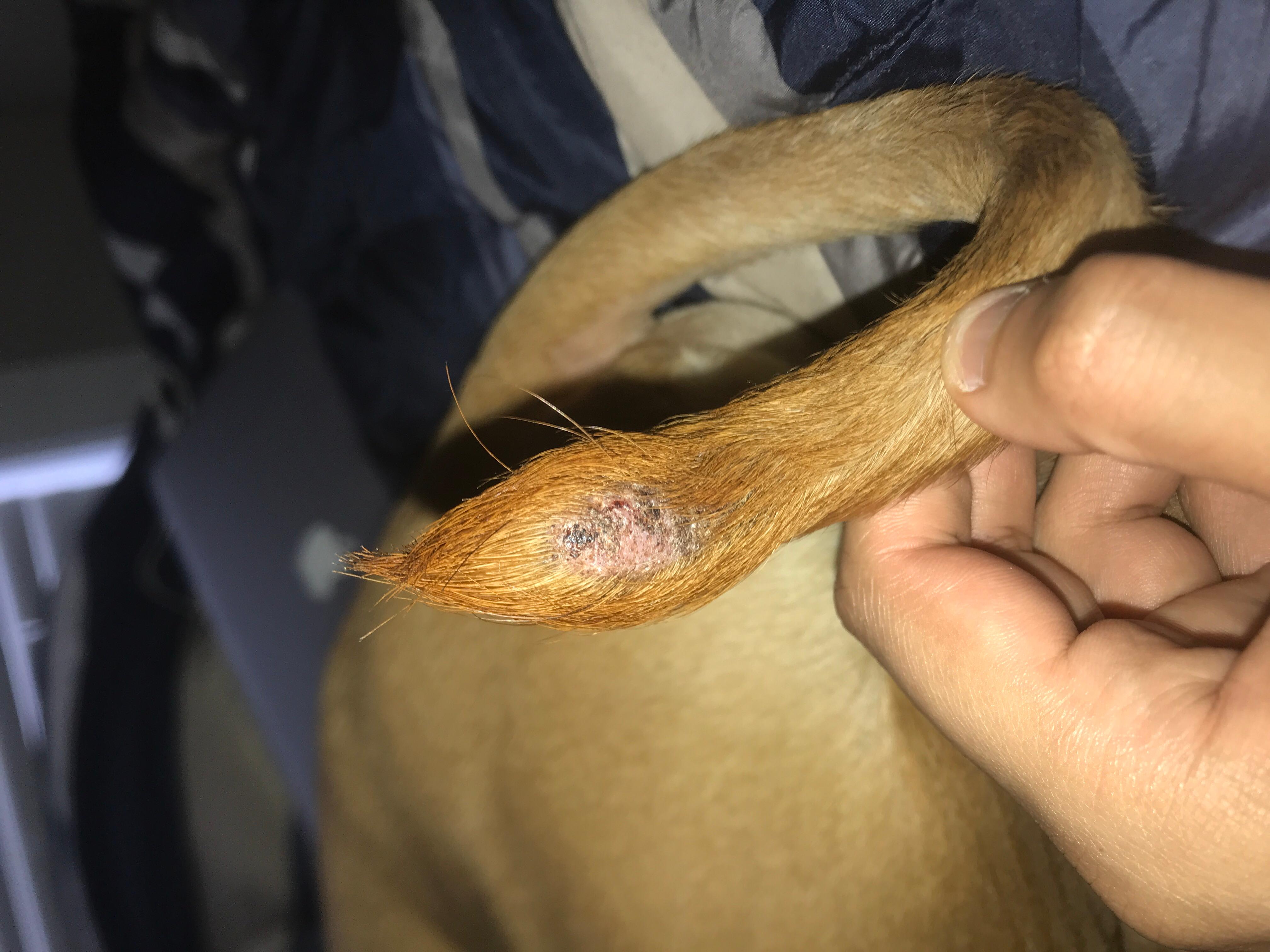 My dog's happy tail injury: Is it infected & serious? | Petco