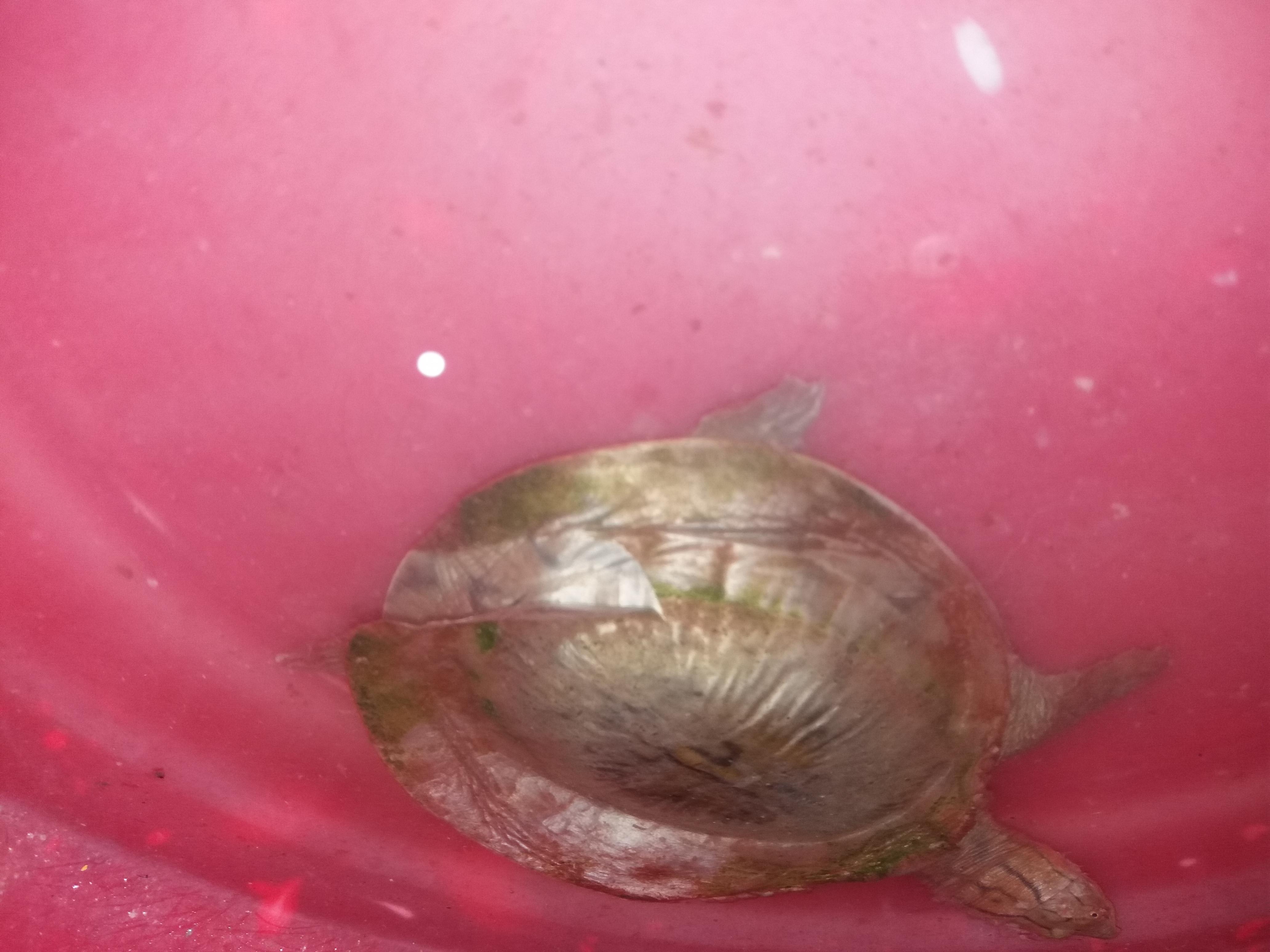 Why is my turtle's shell peeling and not shedding properly? | Petco