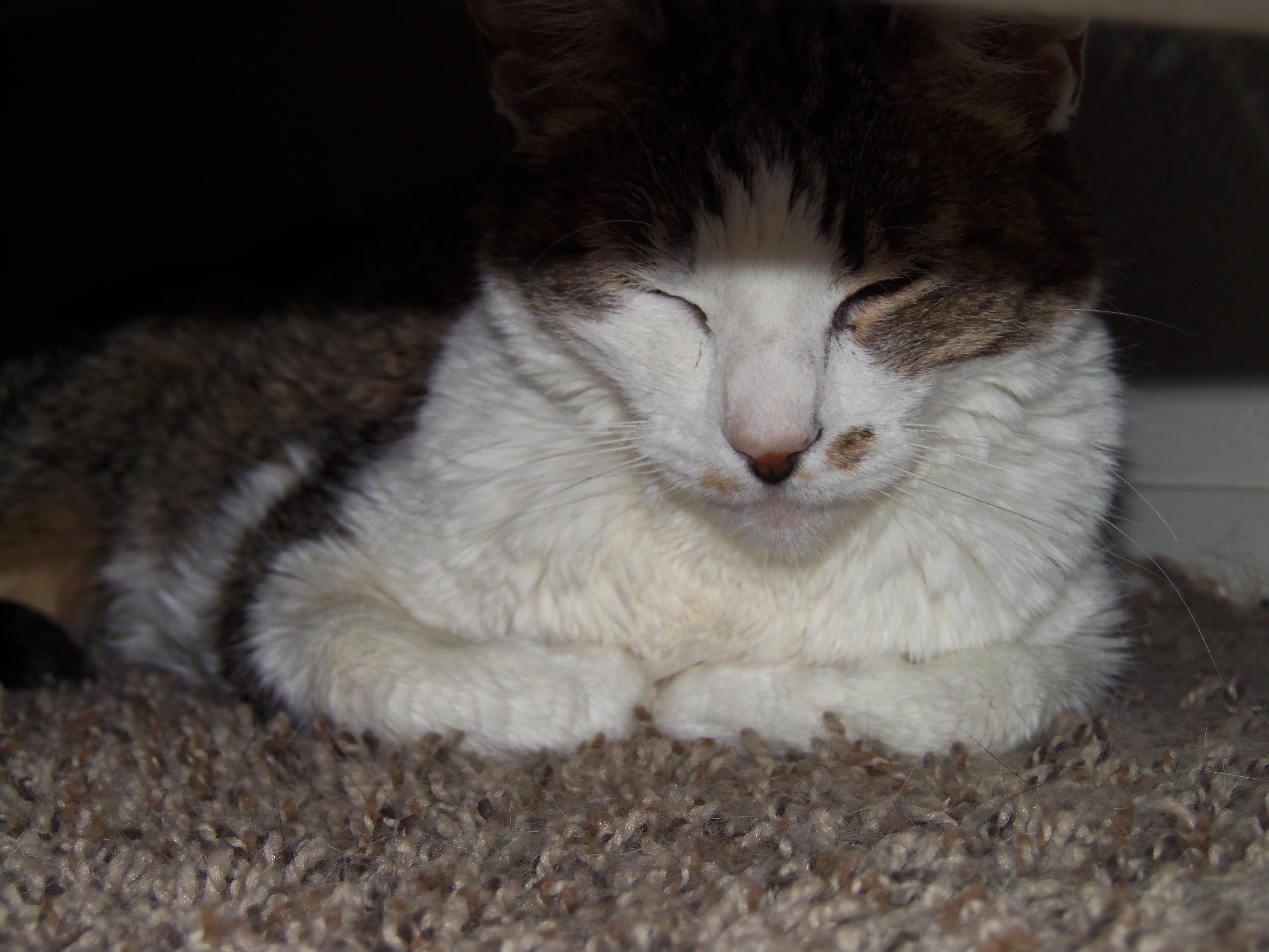 Curated visual reference: Picture Idea: Why Is My Senior Cat Vomiting Hiding Not Eating Drinking