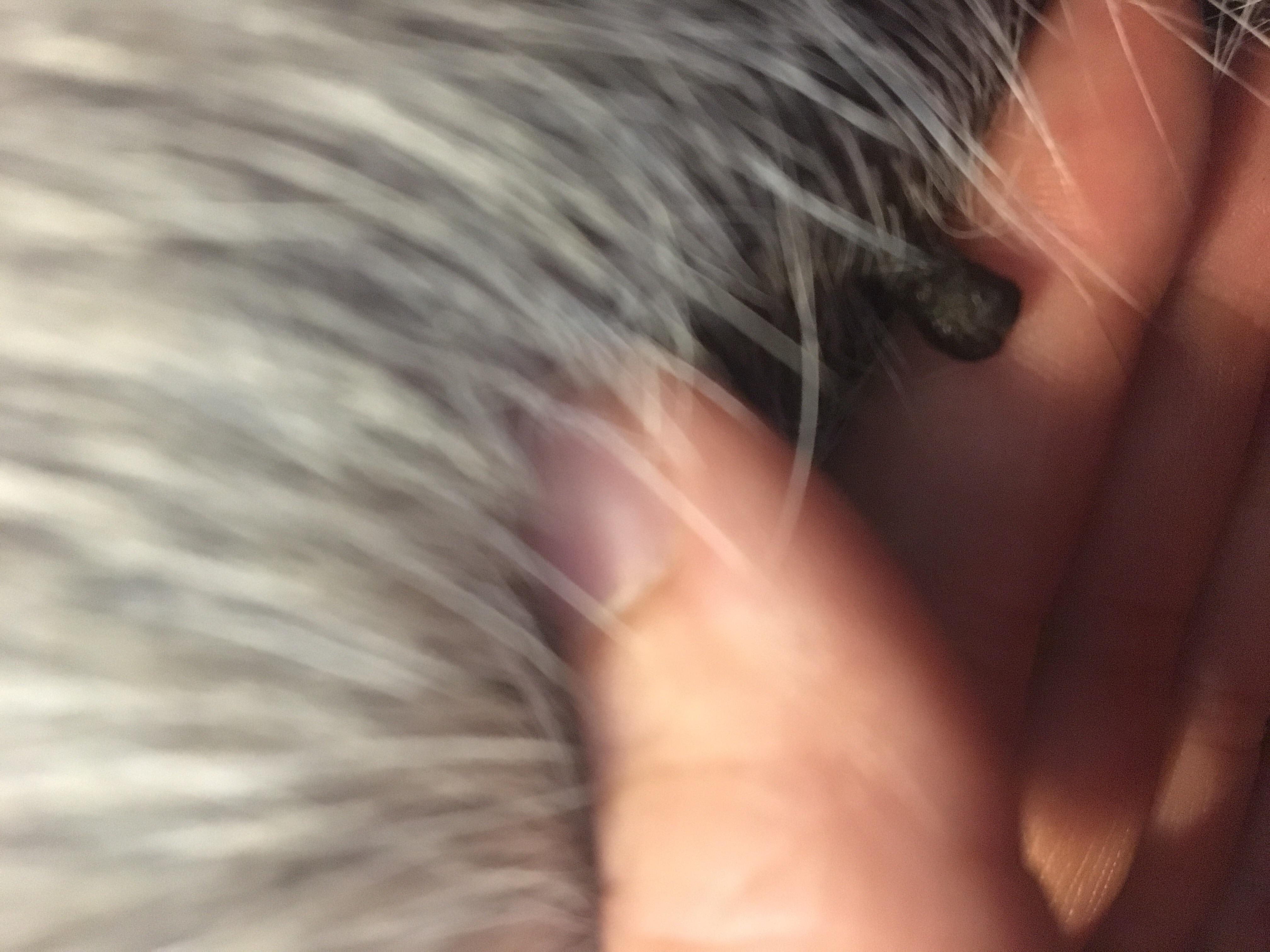 Dog has rapid-growing black skin sag on abdomen. Is it cancer? | Petco