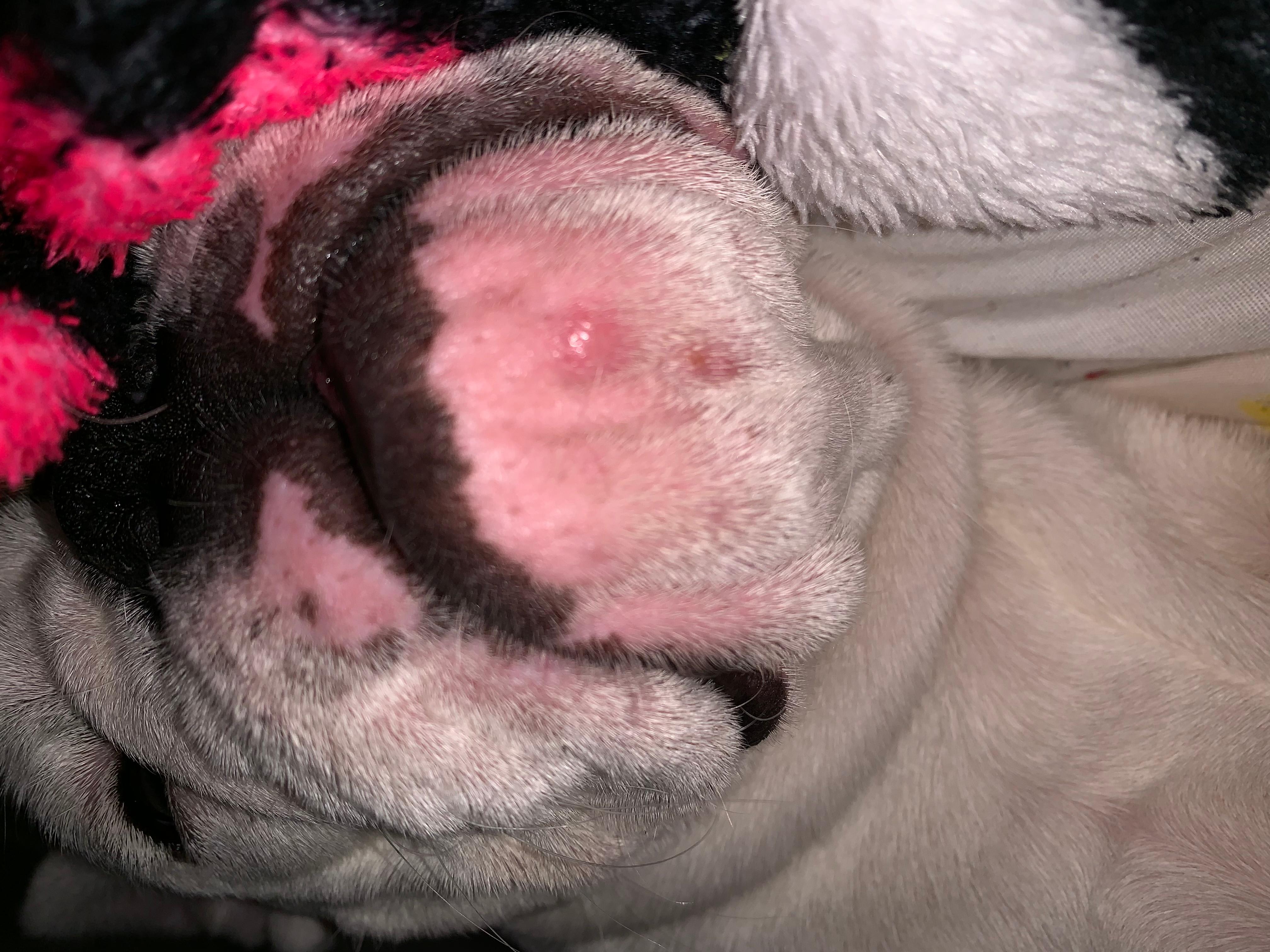 My puppy has pimples on chin. What causes them and how to treat? | Petco