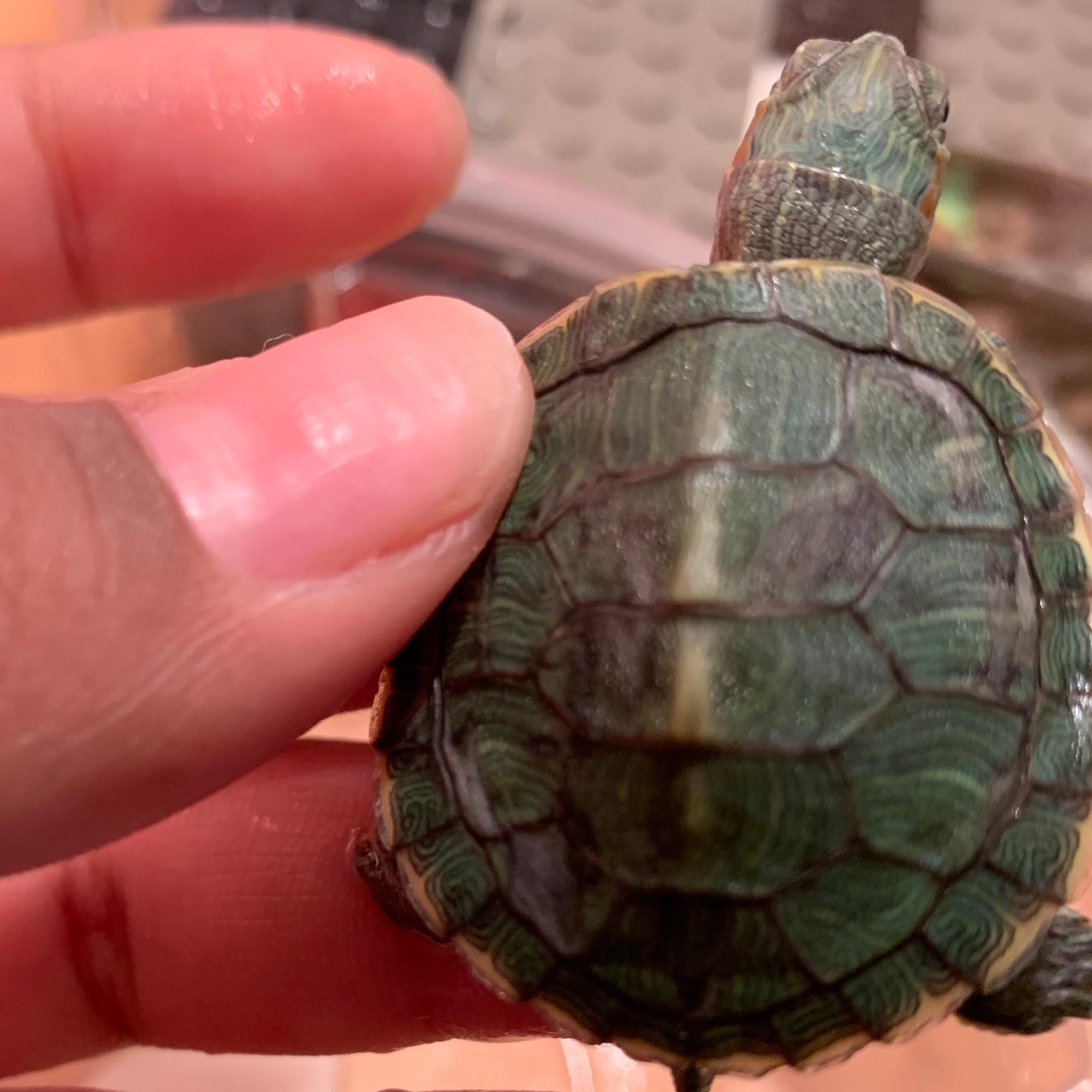 Is Your Baby Red-Eared Slider's Shell Soft, Spotted, or Pyramiding? | Petco