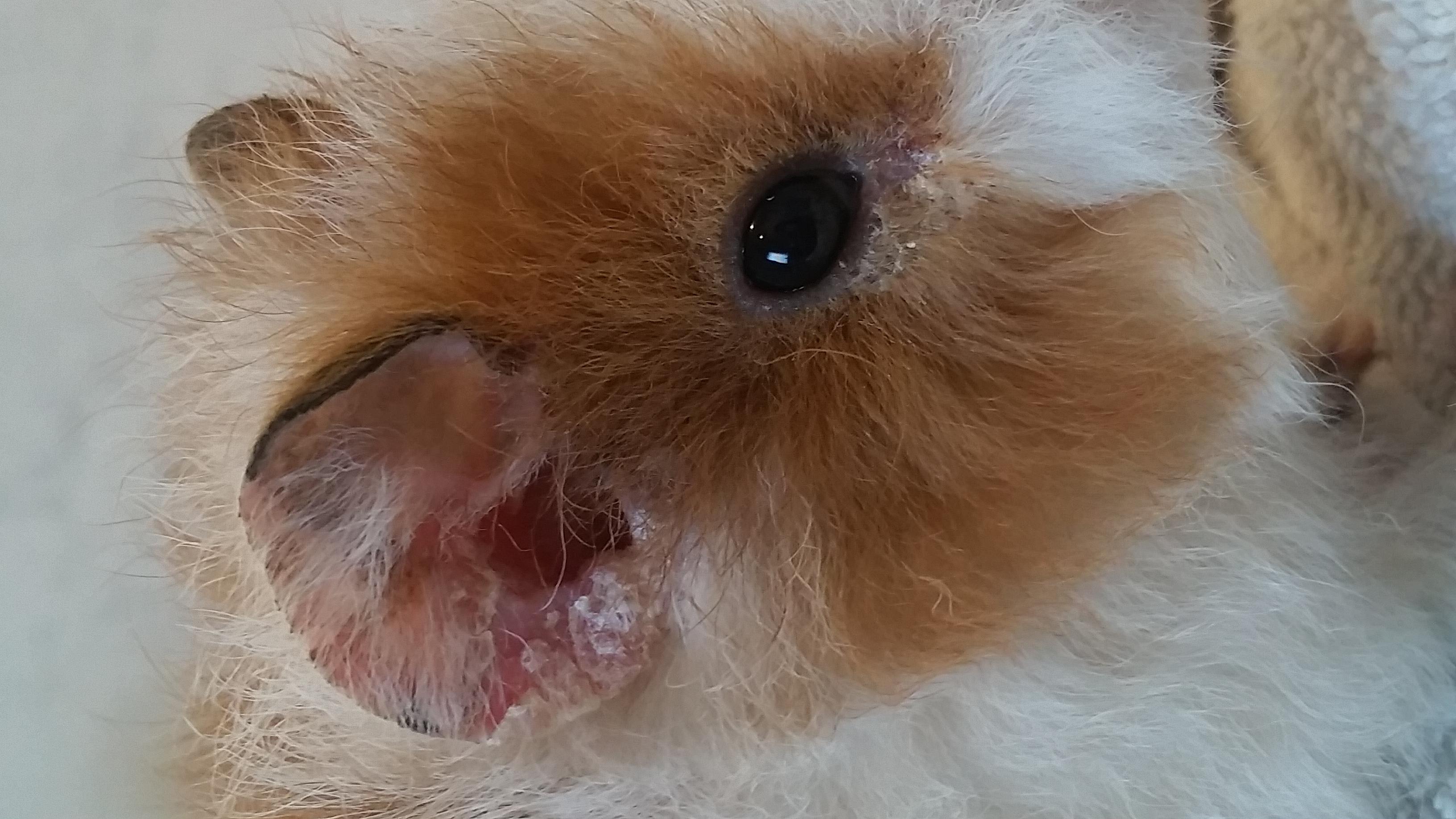 My guinea pig has strange ear skin & eye injury. See a vet? | Petco
