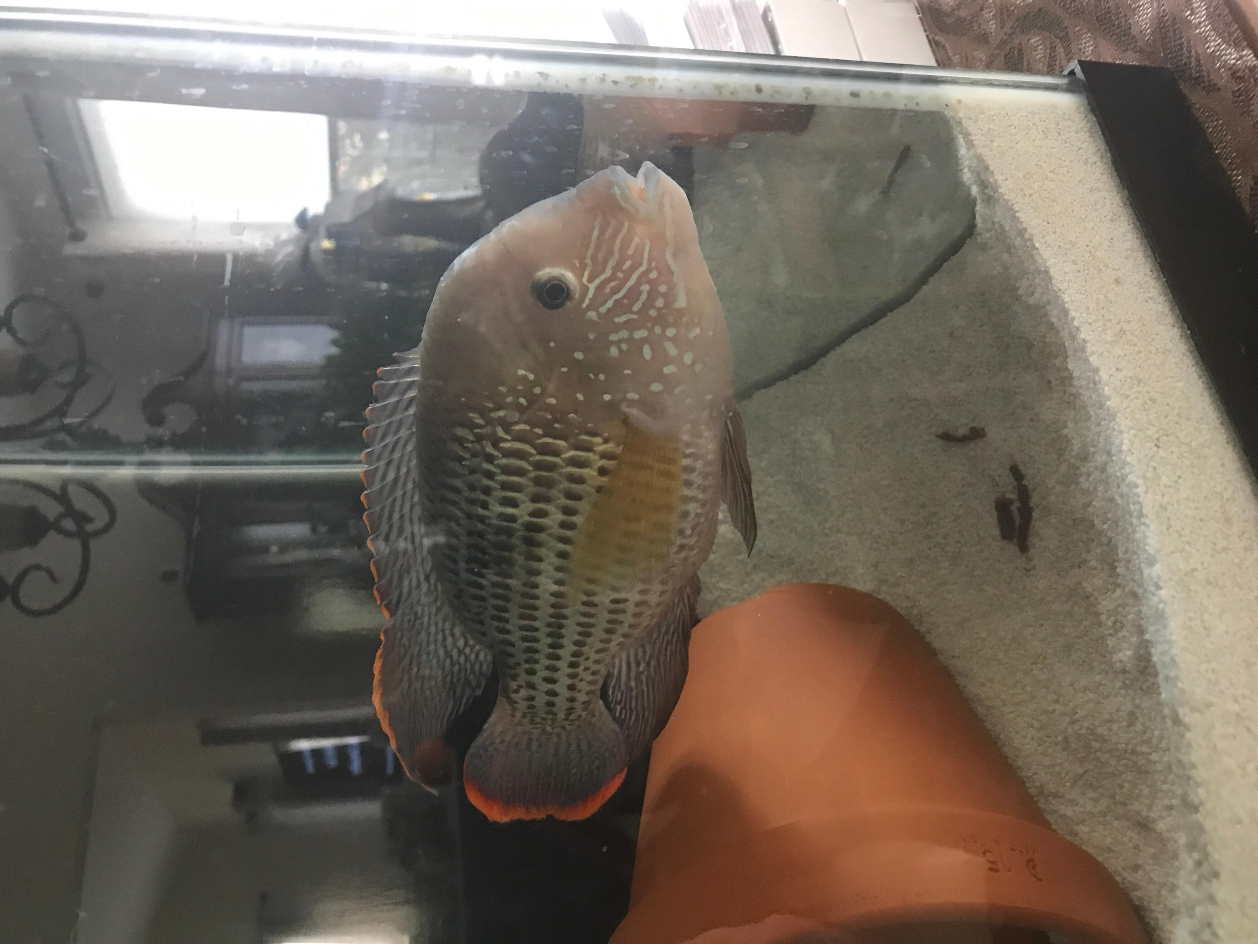 Fish Jumped Out & Bled? How to Help Your Injured Fish | Petco