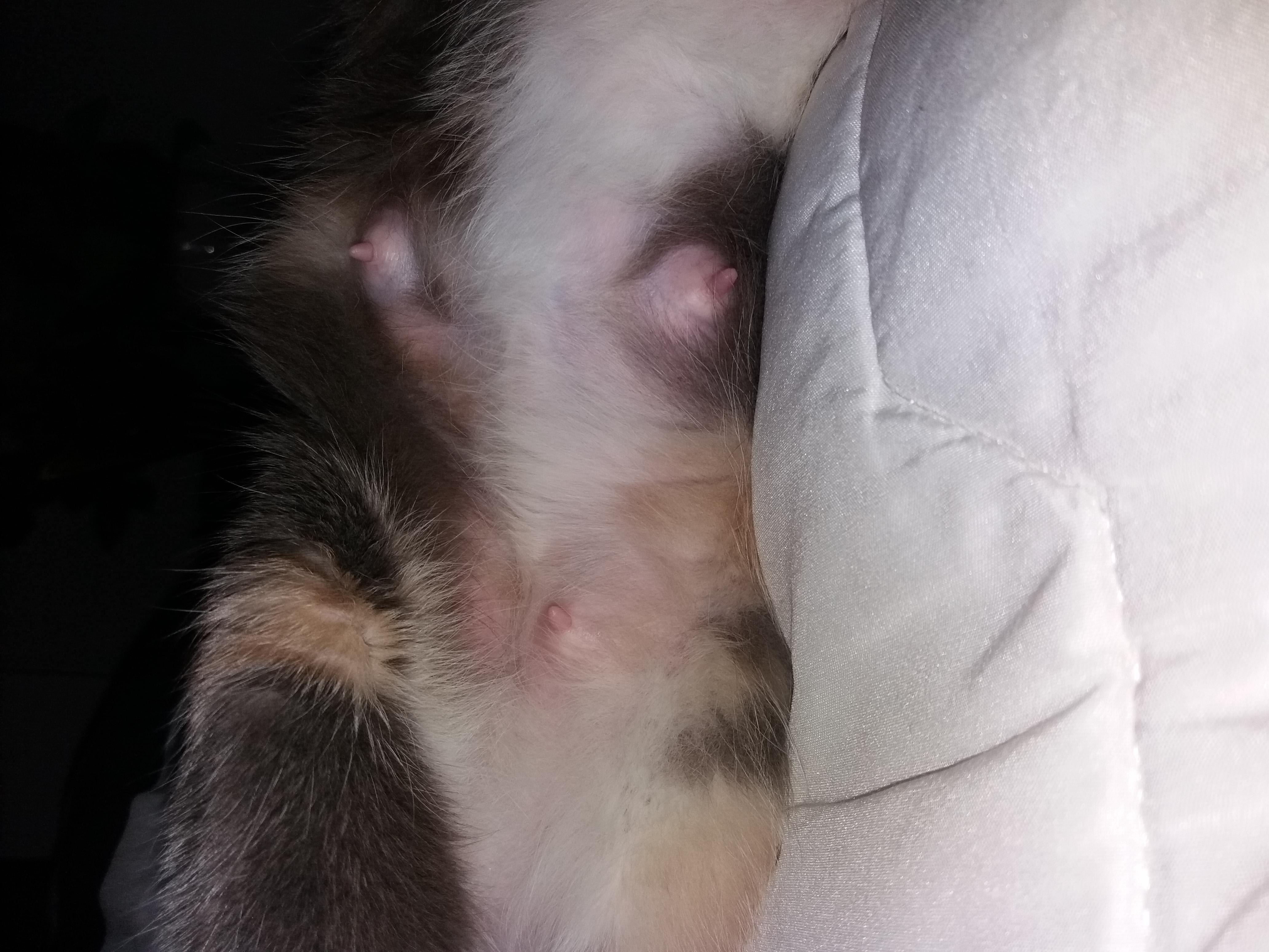 My Cat's Breast Swollen & Painful After Kittens? What to Do | Petco