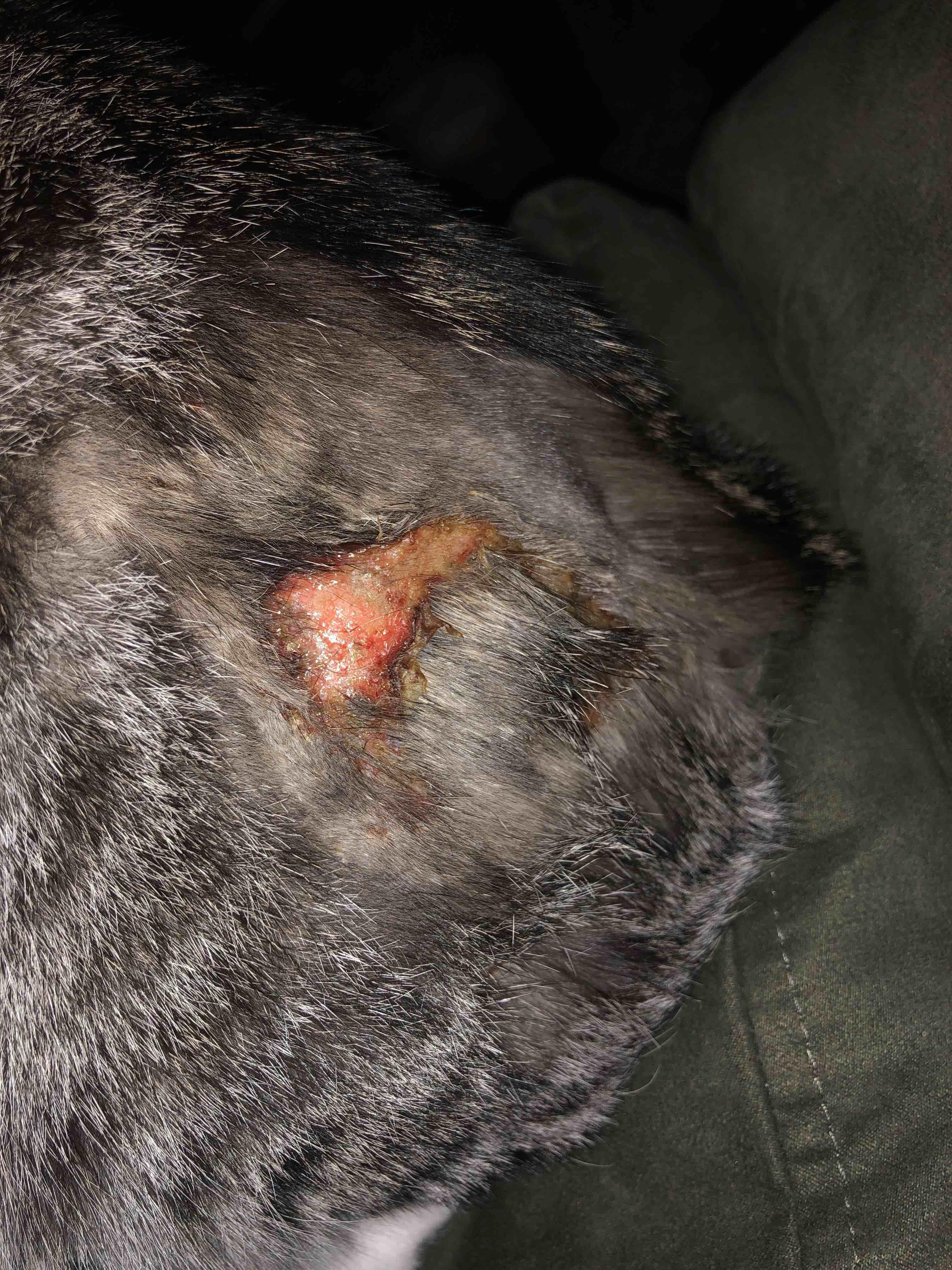 cigarette burn on cat Local found burned to the skull in Woodlands How to Treat Your Cat's