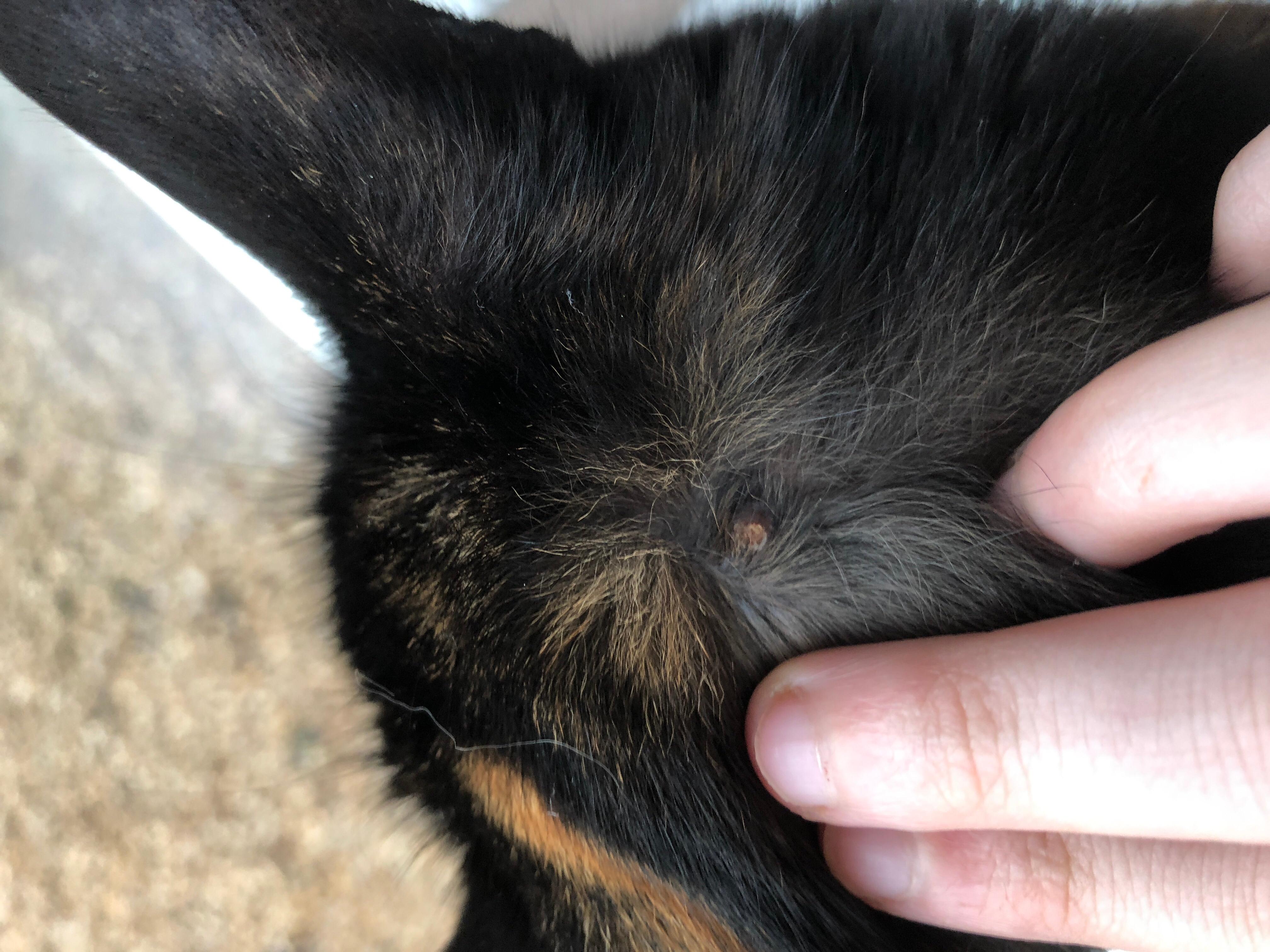 My Cat Has a Large Scab for a Month: What Is It & What To Do? | Petco