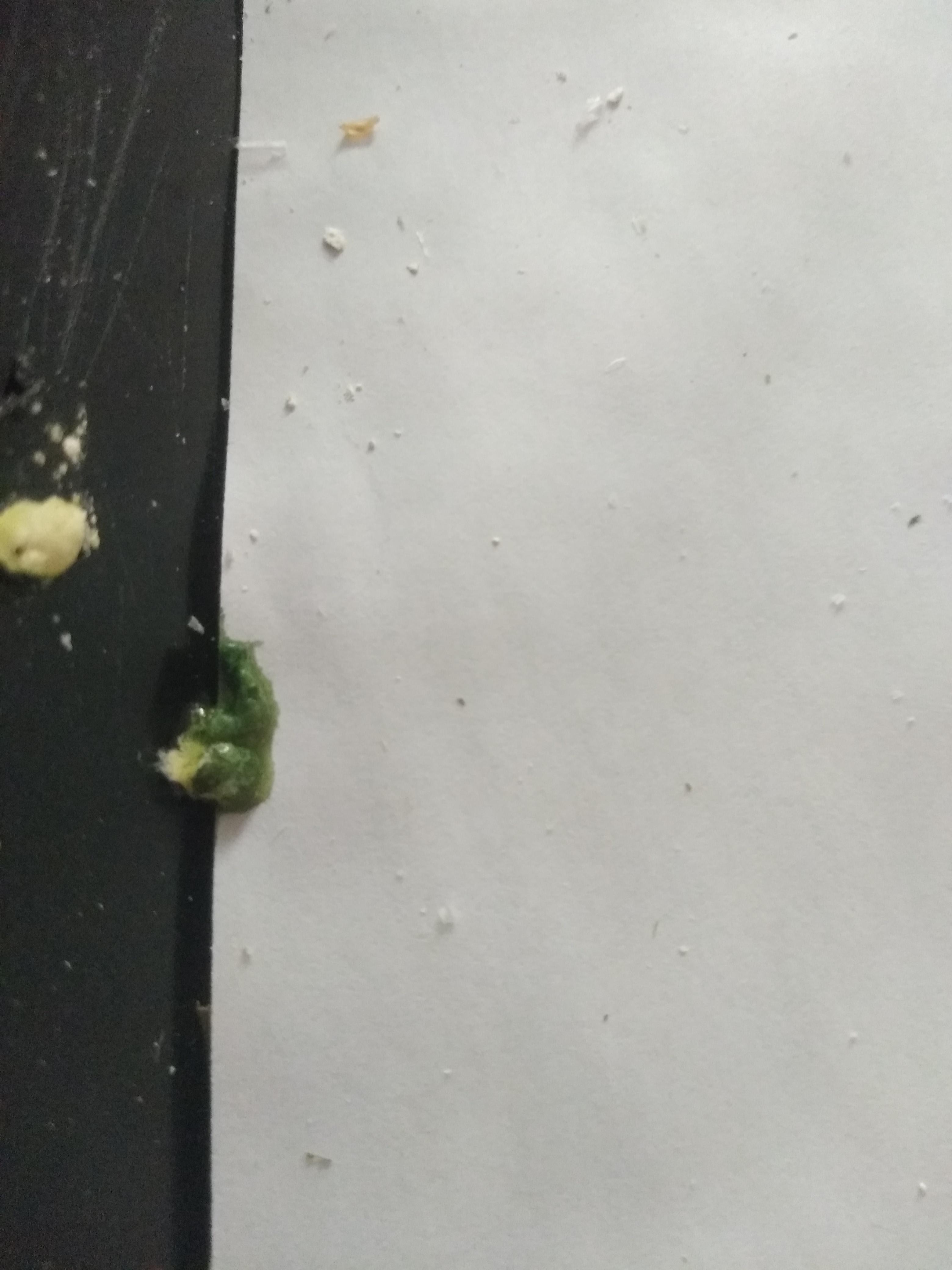 My budgie is vomiting seeds, green poop & urine. Liver disease? | Petco