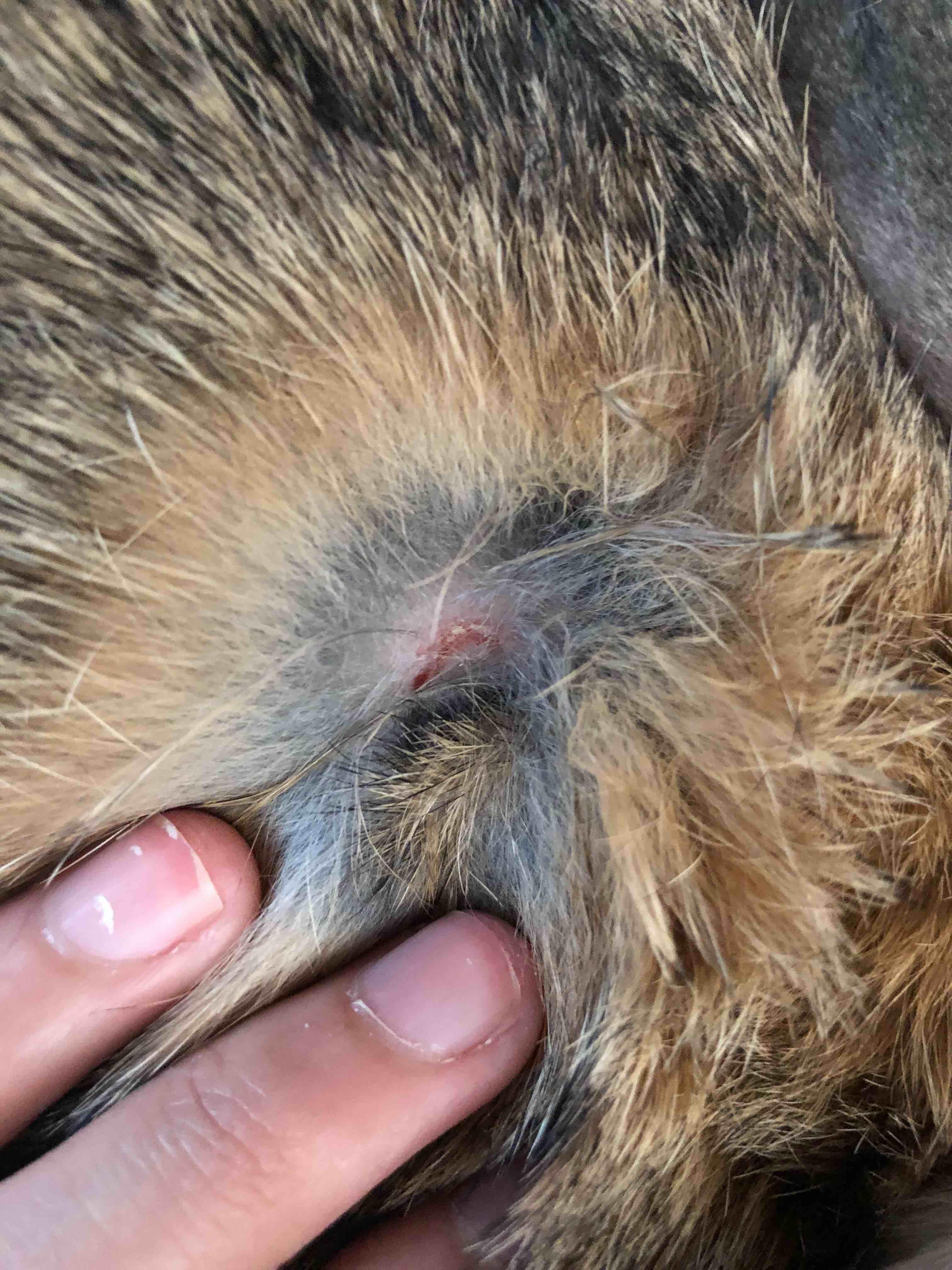 Rabbit Scab? Learn How to Treat It at Home Without a Vet | Petco