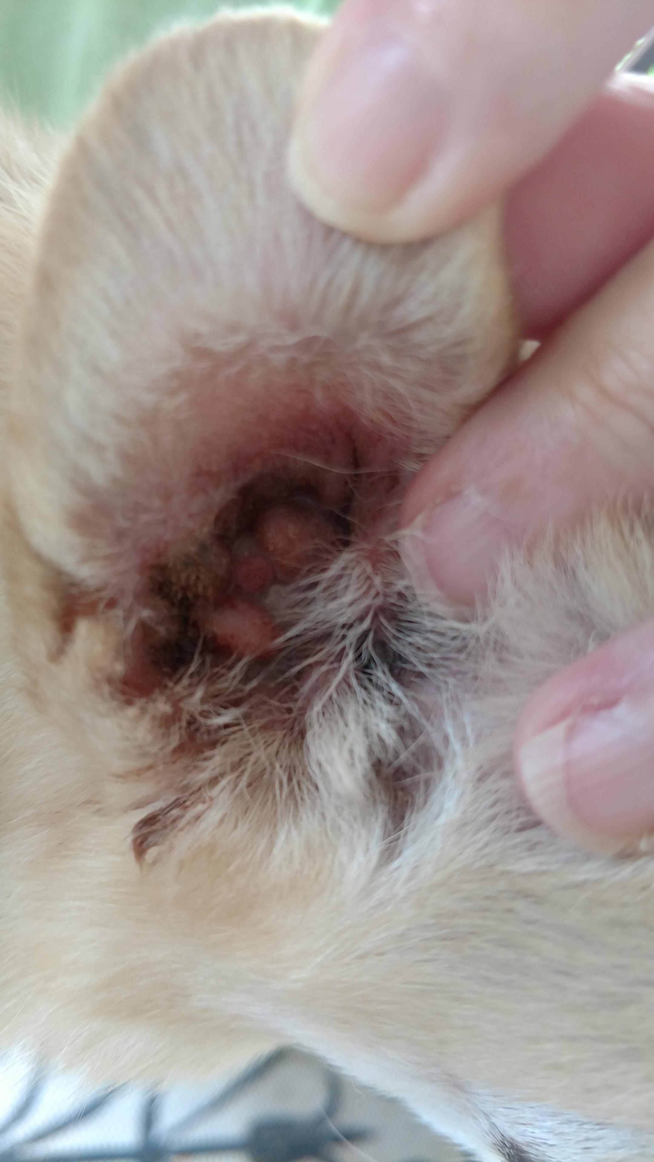 My Pomchi's Swollen Ear Canal: Infection or Cauliflower Ear? | Petco