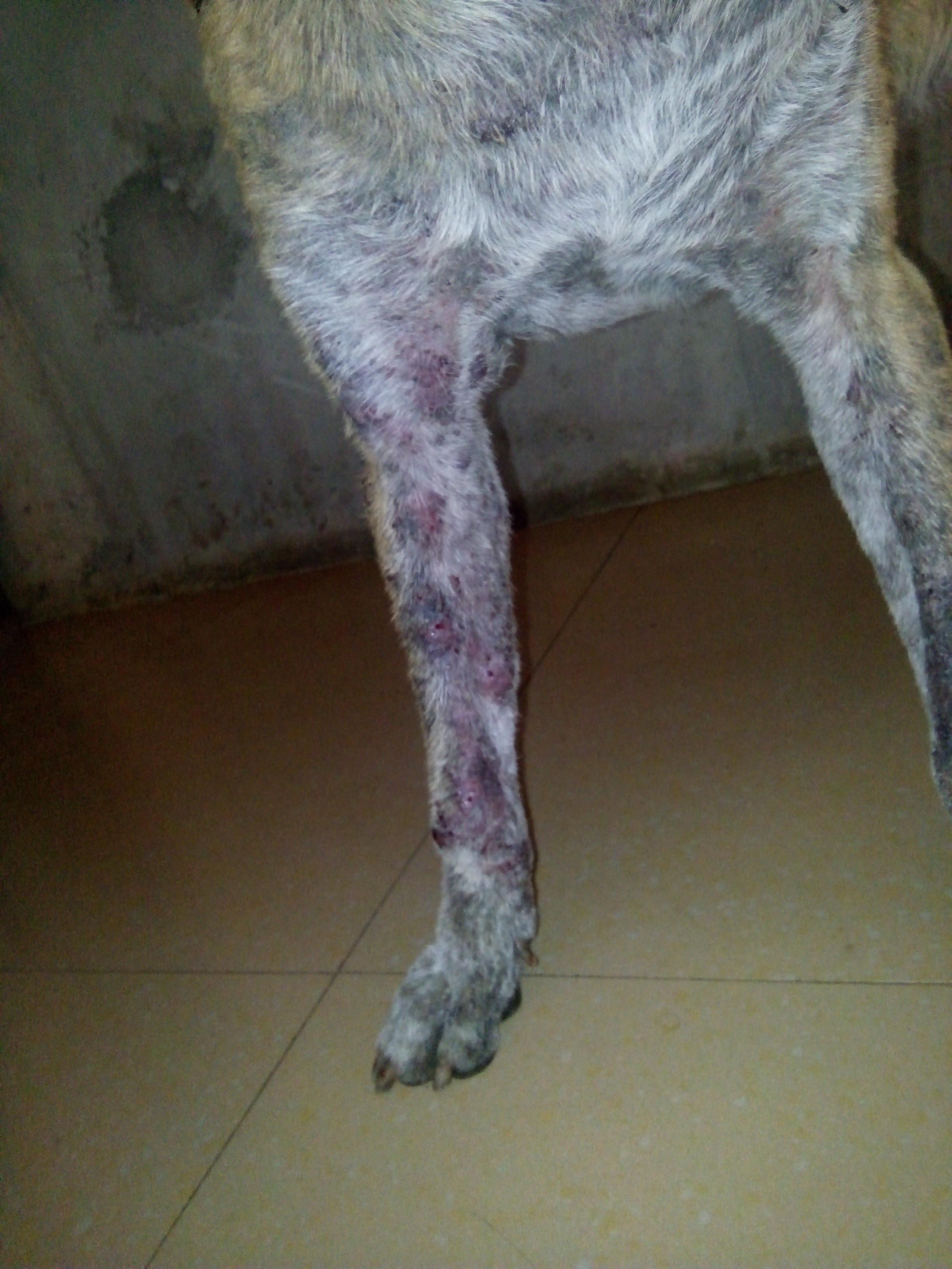 My Dog's Skin Is Infected & Painful: Should I See a Vet? | Petco