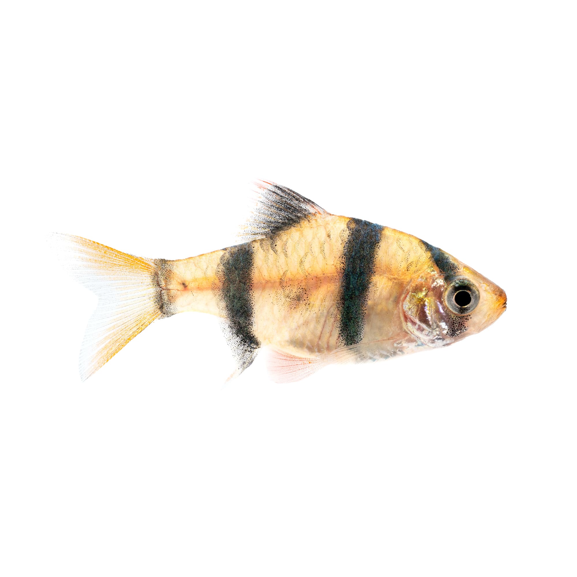 Tiger Barb for Sale Order Tiger Barbs Online Petco