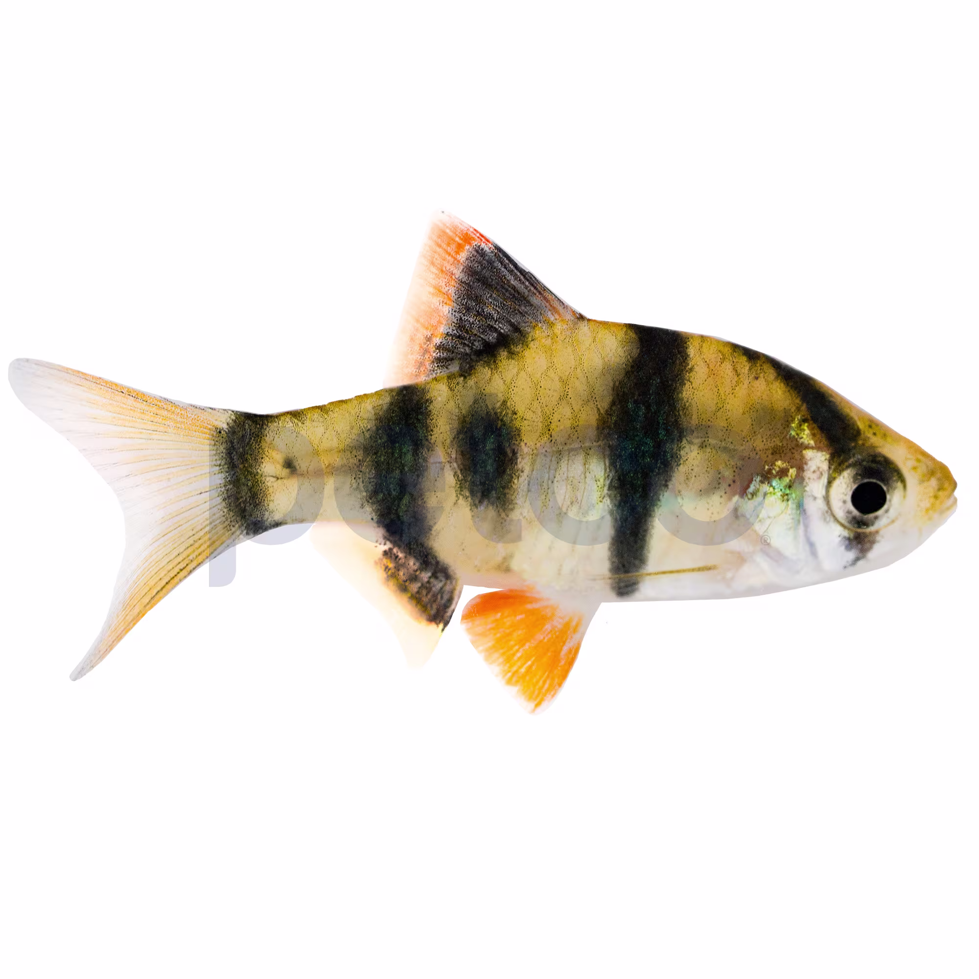 Tiger Barb for Sale: Order Tiger Barbs Online | Petco, image size:2000x2000