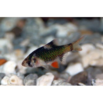petco freshwater fish