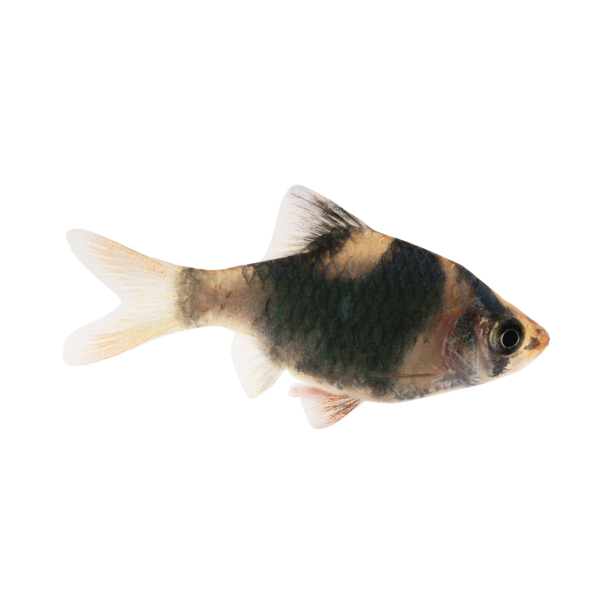 Tiger fish hot sale pet