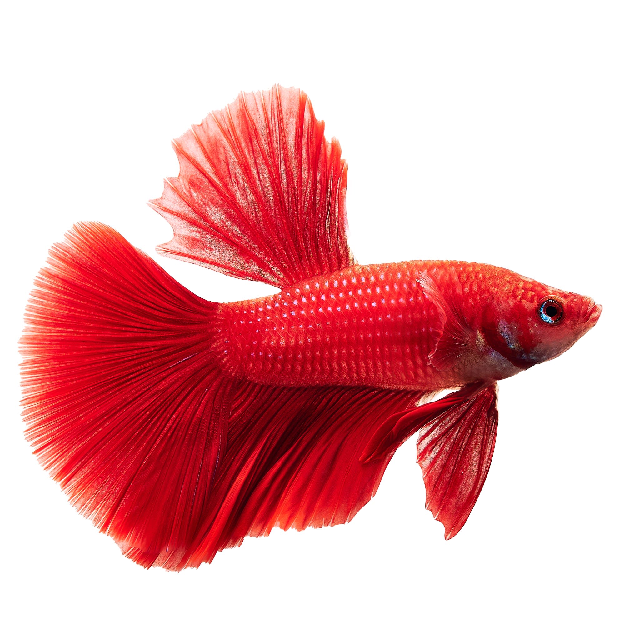 Male Deltatail Bettas for Sale: Order Online | Petco