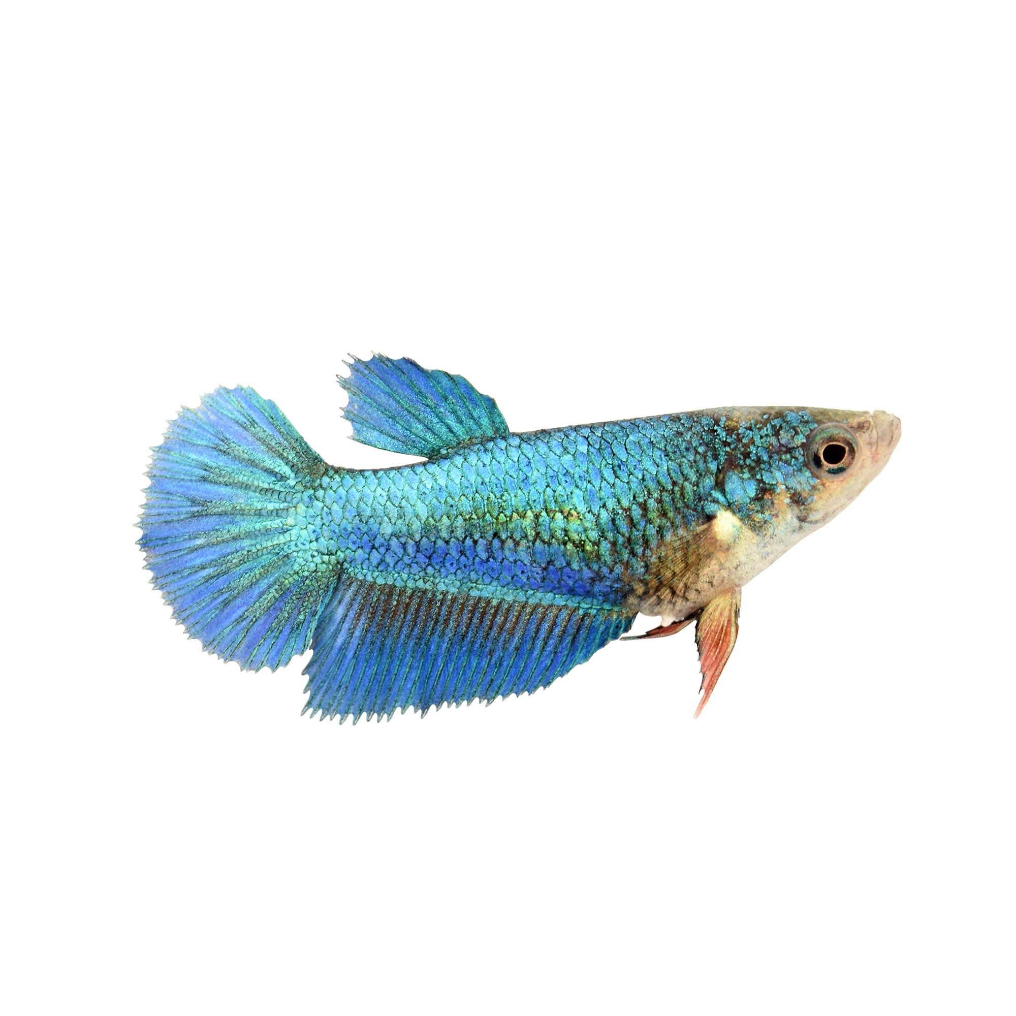 Halfmoon Betta For Sale - Female | Petco