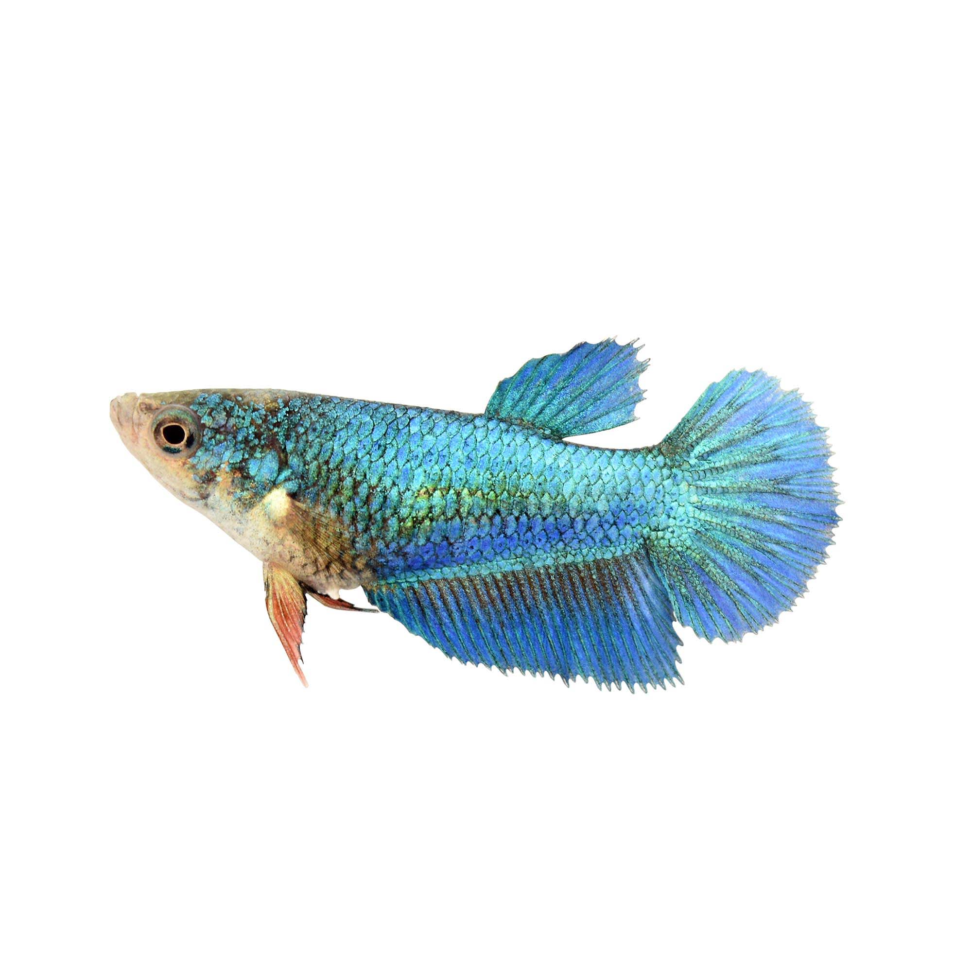 Imagitarium Female Halfmoon Betta for Freshwater Tanks