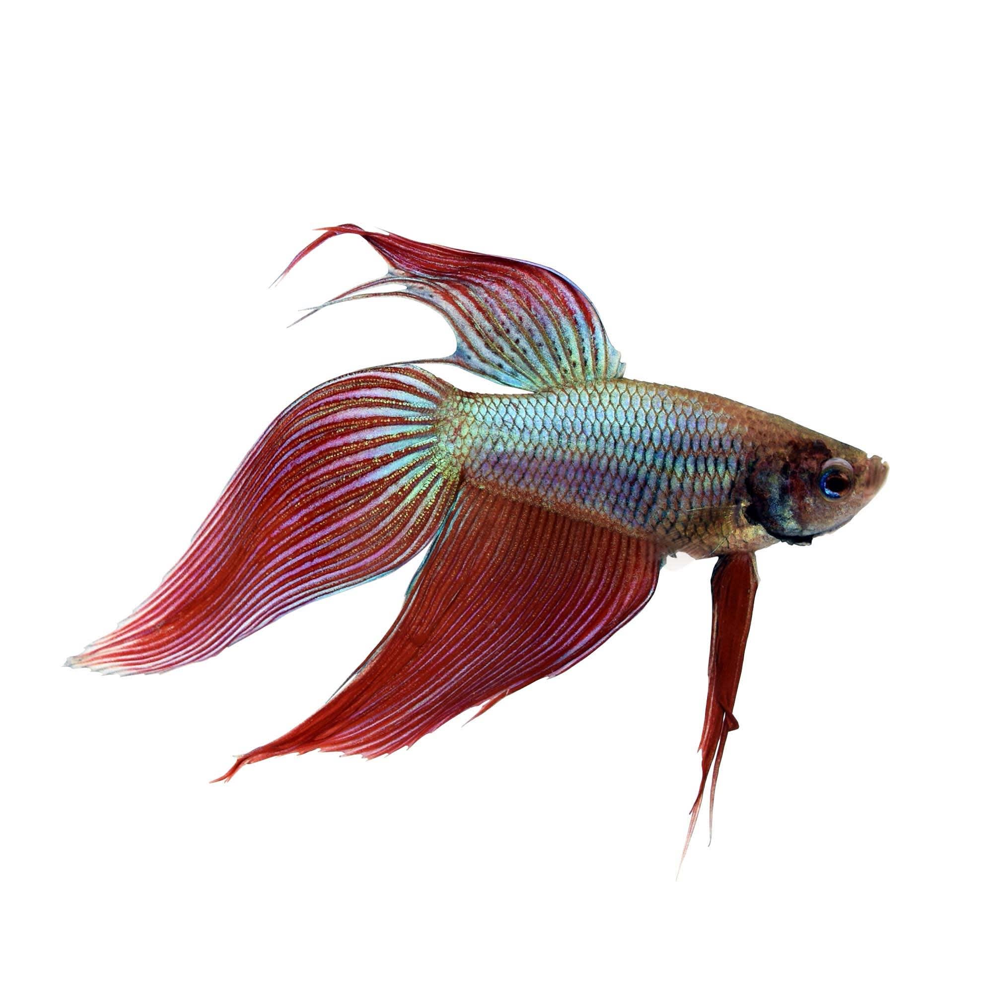 Veiltail 2025 betta care