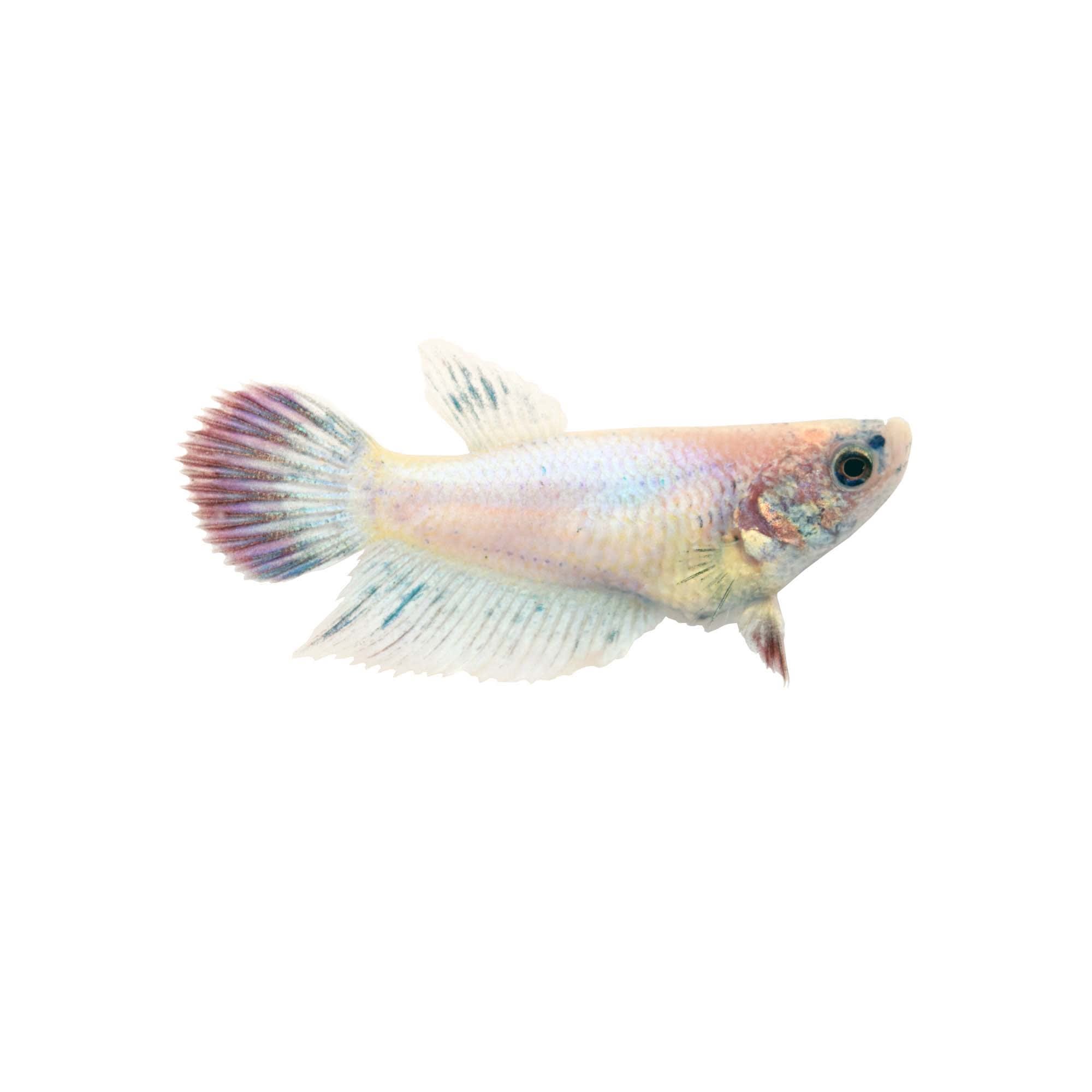 Baby girl betta fish care best sale