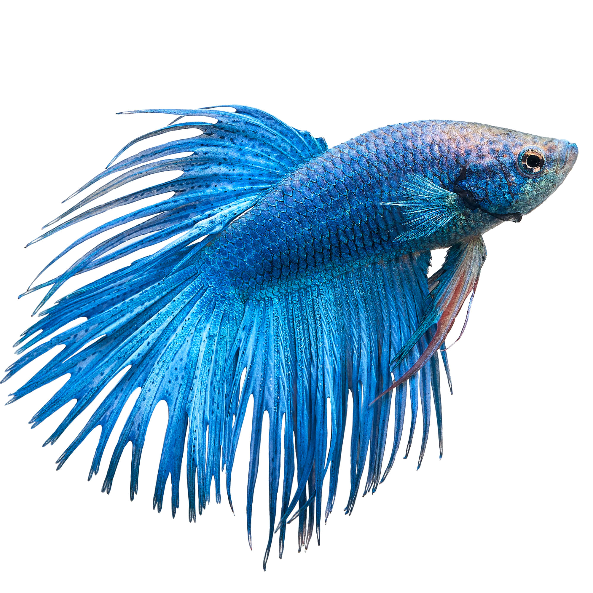 Male Crowntail Bettas for Sale: Order Online