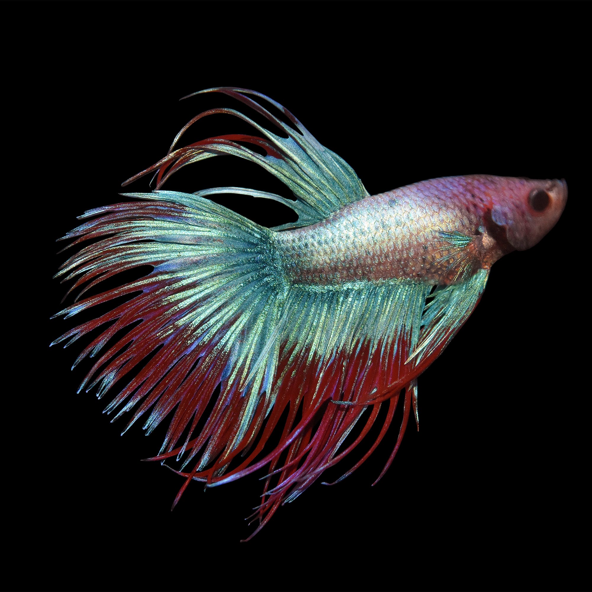 Male Crowntail Bettas For Sale Order Online Petco