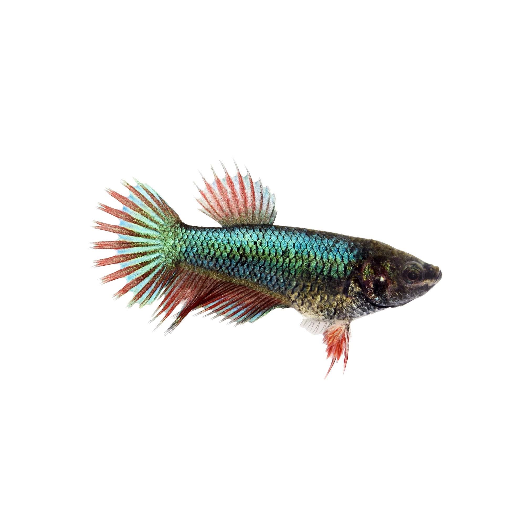 Female Crowntail Betta Fish (Siamese Fighting Fish) for Sale